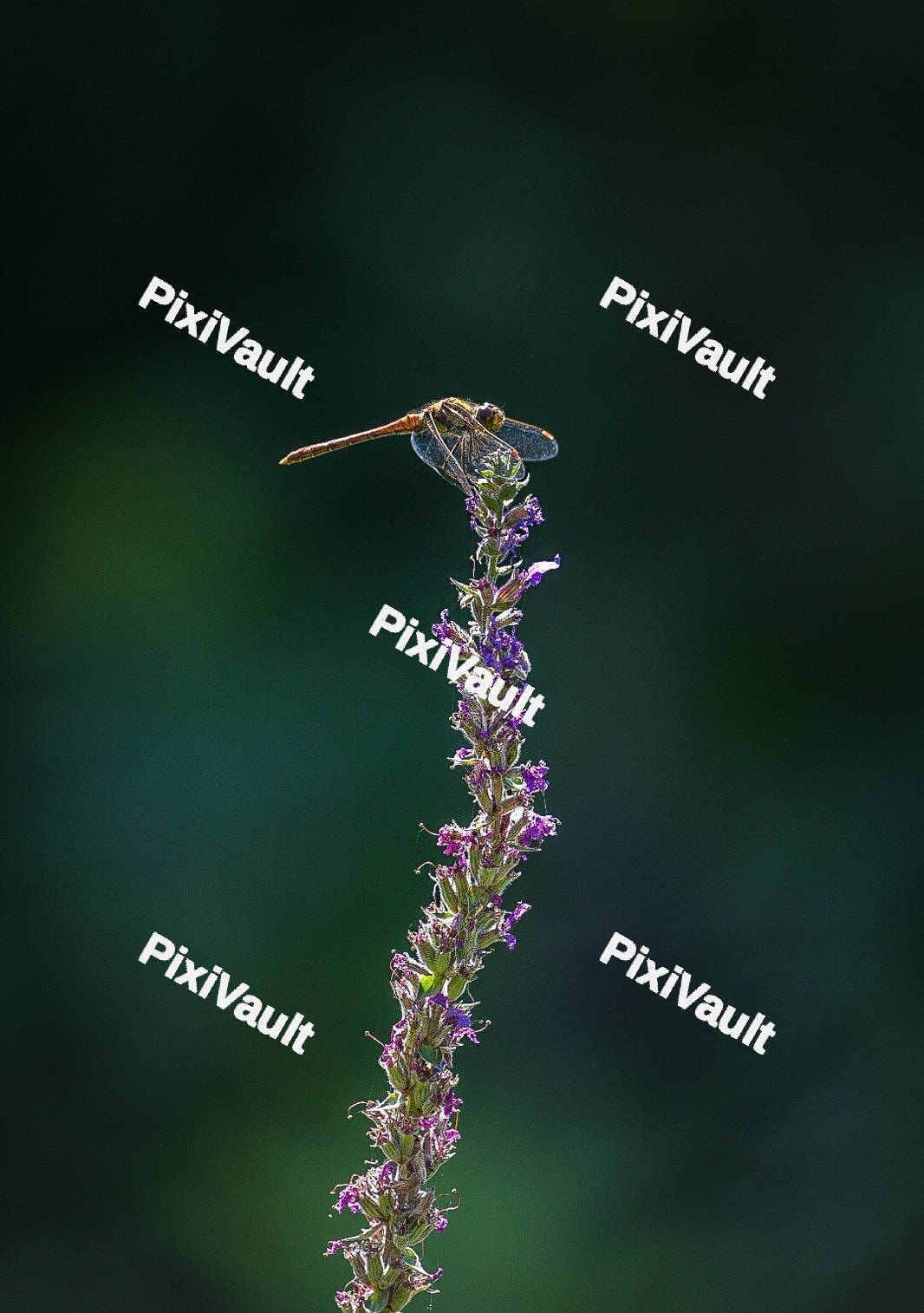 Dragonfly